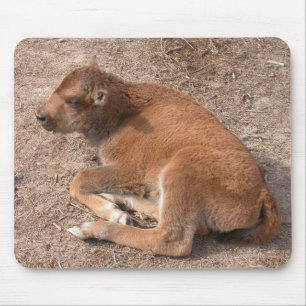 Bison Calf Musmatta