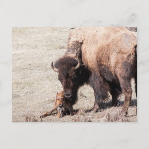 Bison Calf Vykort