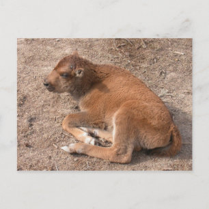 Bison Calf Vykort