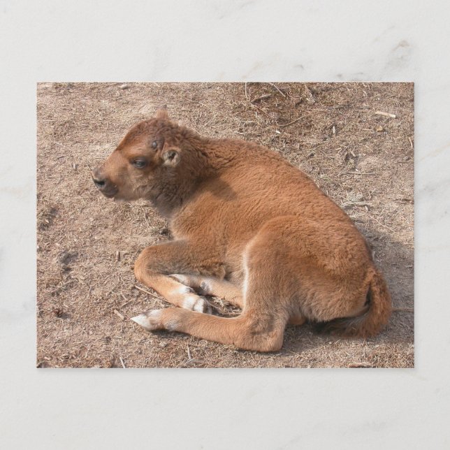 Bison Calf Vykort (Framsida)