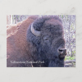 Bison Closeup-vykort Vykort