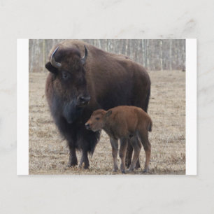 Bison Cow och Calf 1 Vykort