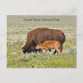 Bison Cow- och Calf-vykort Vykort