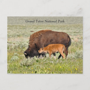 Bison Cow- och Calf-vykort Vykort
