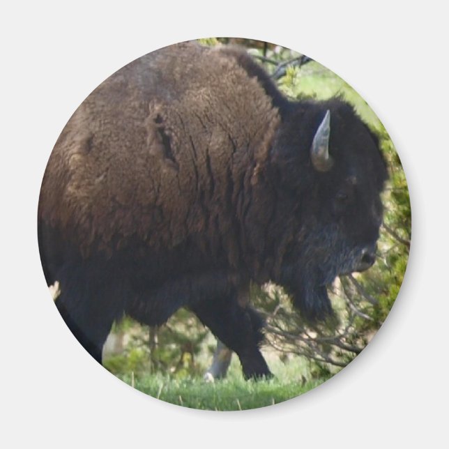 Bison Crossing Magnet (Framsidan)