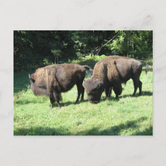 " BISON-DAGAR " VYKORT