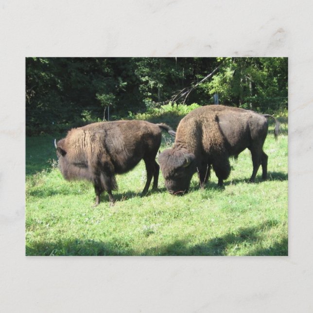 " BISON-DAGAR " VYKORT (Framsida)