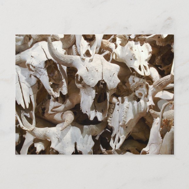 Bison döskallars vykort (Framsida)