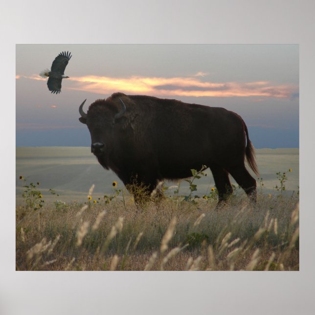 Bison & Eagle Poster (Framsidan)