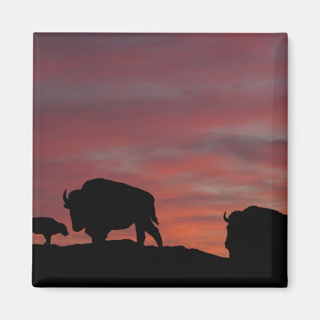 Bison-familjen Magnet (Framsidan)