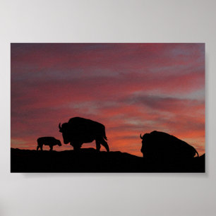 Bison-familjen Poster
