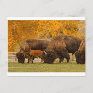 Bison Family Nation Vykort