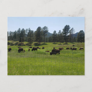 Bison Farm i den amerikanska Västern Vykort