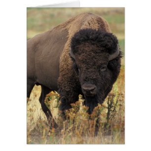 Bison-foto Hälsningskort