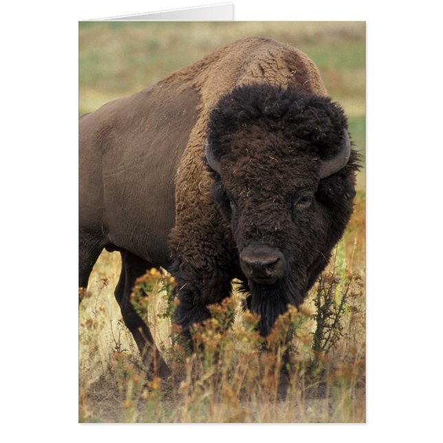 Bison-foto Hälsningskort (Framsidan)