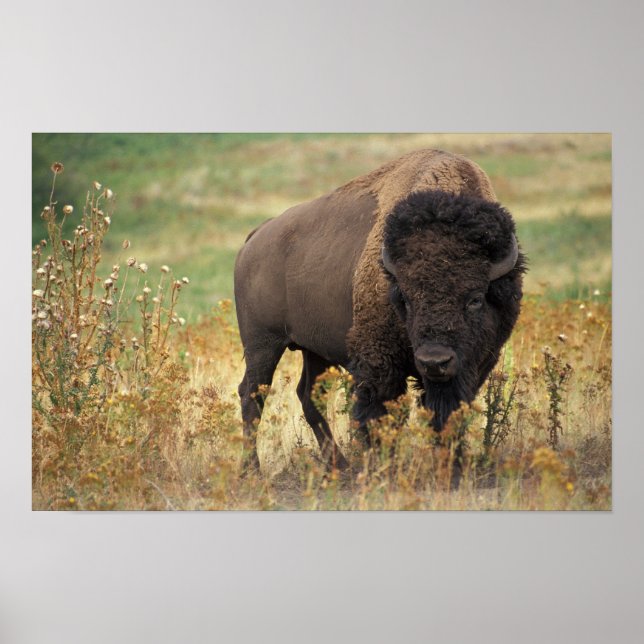 Bison foto poster (Framsidan)