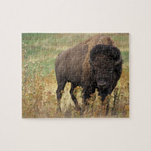 Bison-foto Pussel