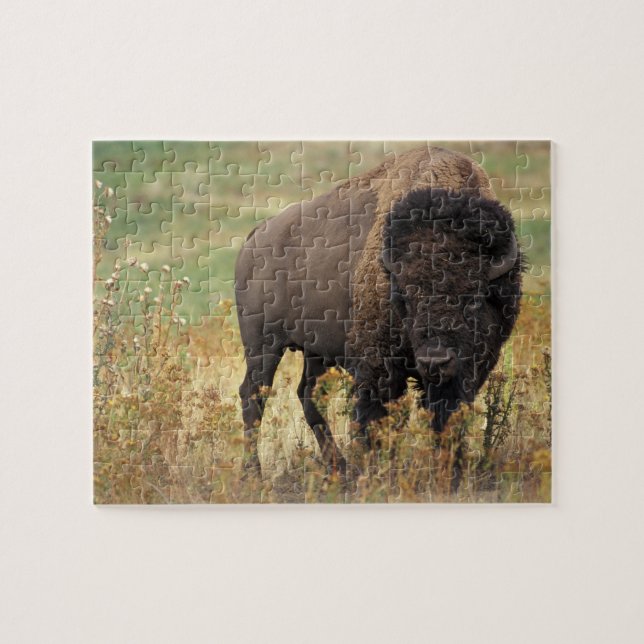 Bison-foto Pussel (Horisontell)