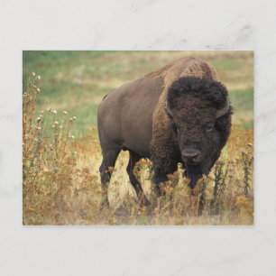 Bison-foto Vykort