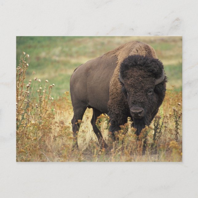 Bison-foto Vykort (Framsida)