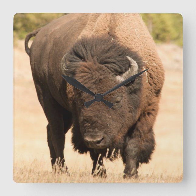 Bison Fyrkantig Klocka (Framsida)
