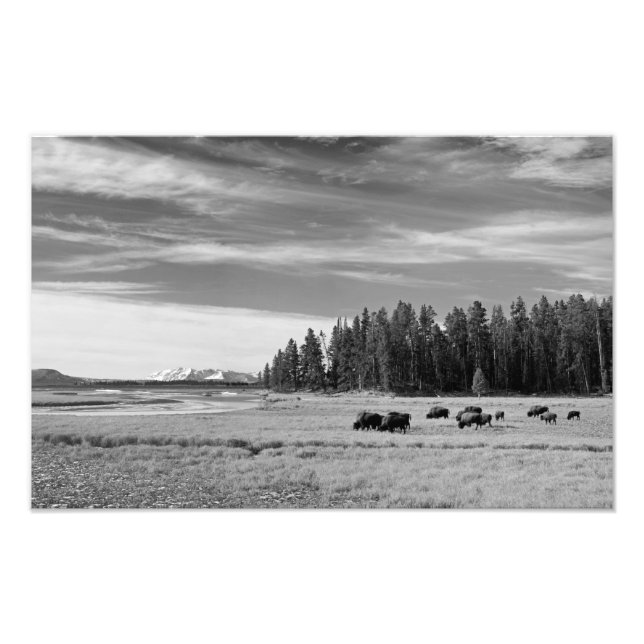 Bison Grazing at Yellowstone Black and White Fototryck (Framsidan)