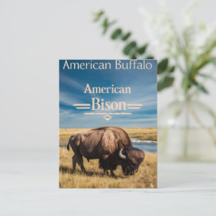 Bison Grazing by the River Vykort