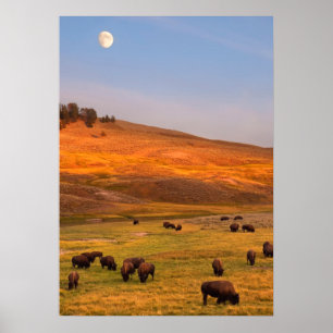 Bison Grazing på Backe vid Hayden Valley Poster
