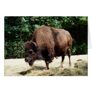 Bison Hälsningskort