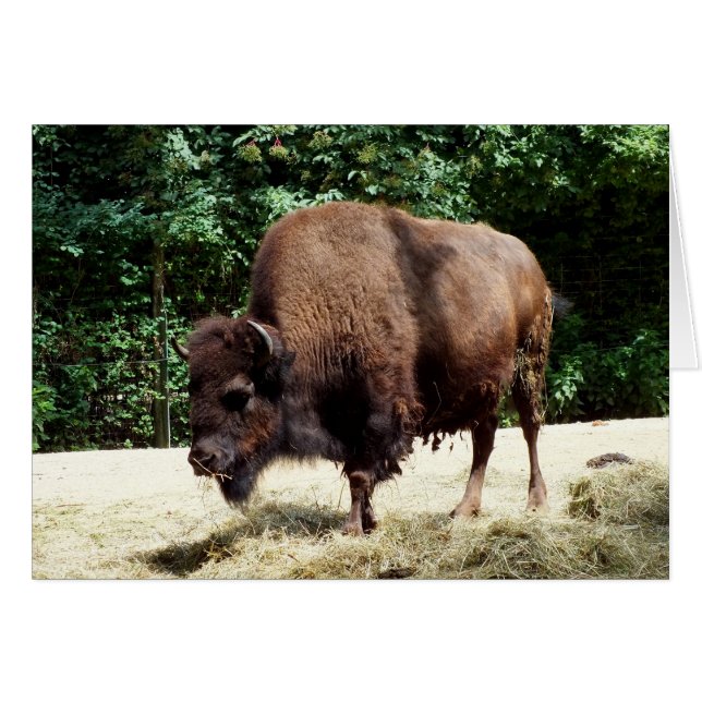 Bison Hälsningskort (Framsidan Horizontal)