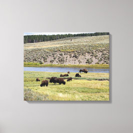 Bison, Hayden Valley, nationalparken Yellowstone Canvastryck
