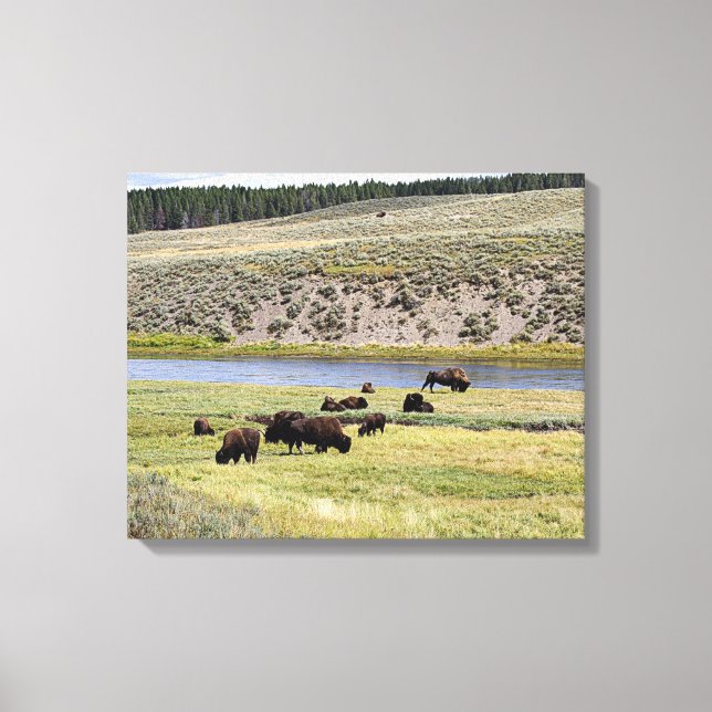 Bison, Hayden Valley, nationalparken Yellowstone Canvastryck (Framsida)