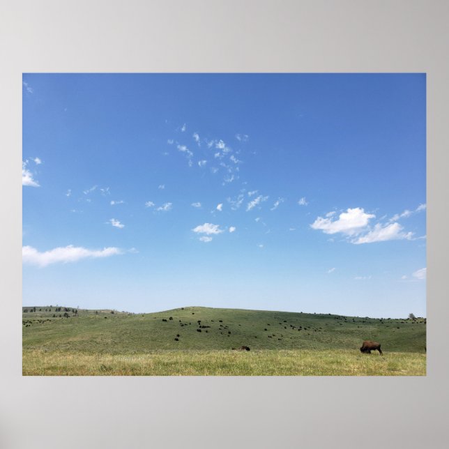 Bison Herd, Custer State Park, South Dakota Poster (Framsidan)