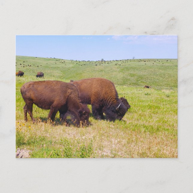 Bison Herd, Custer State Park, South Dakota Vykort (Framsida)