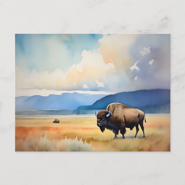 Bison i ängen vykort (Framsida)