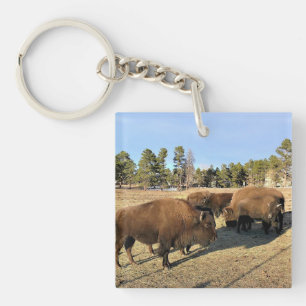 Bison i Colorado