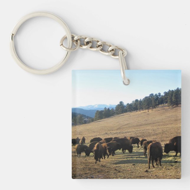 Bison i Colorado (Framsidan)