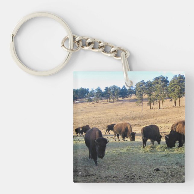 Bison i Colorado (Framsidan)
