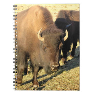 Bison i Colorado Anteckningsbok