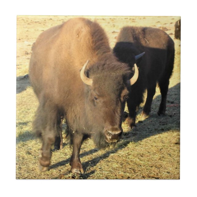 Bison i Colorado Kakelplatta (Framsidan)