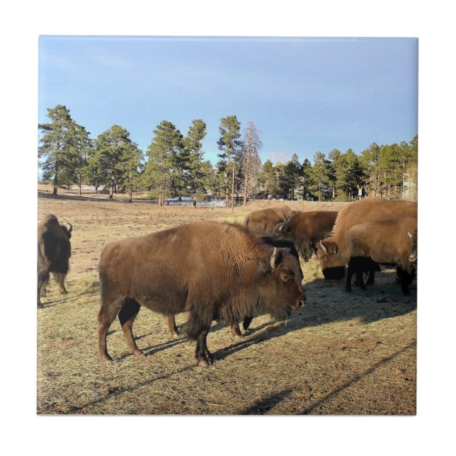 Bison i Colorado Kakelplatta (Framsidan)