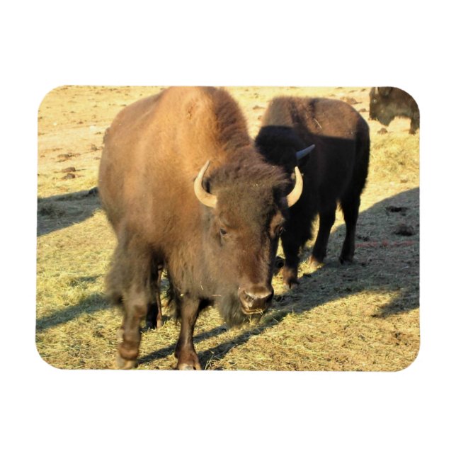 Bison i Colorado Magnet (Horisontell)