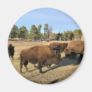 Bison i Colorado Magnet