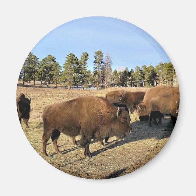 Bison i Colorado Magnet (Framsidan)