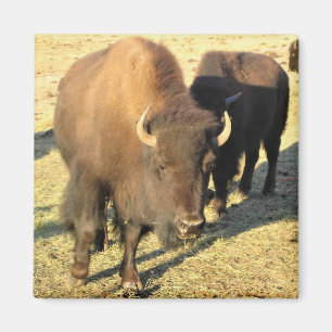 Bison i Colorado Magnet