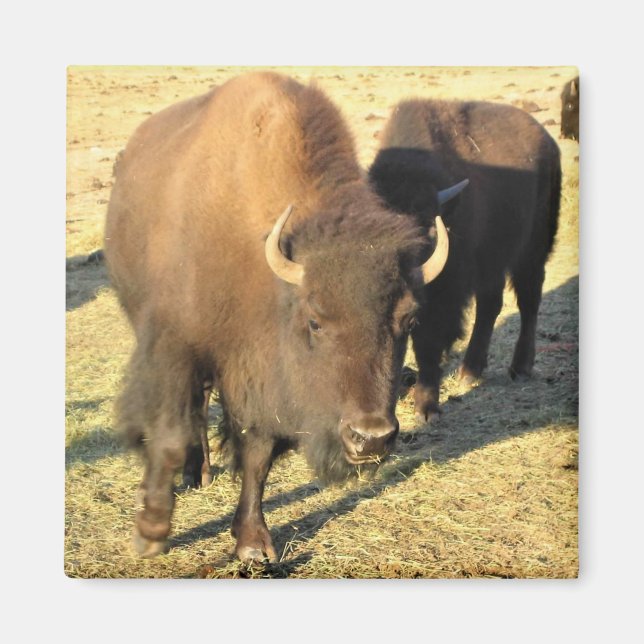Bison i Colorado Magnet (Framsidan)