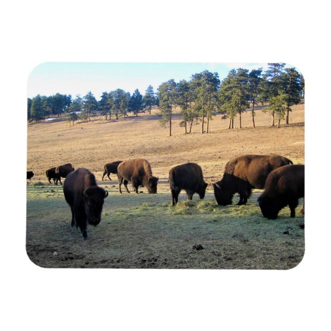 Bison i Colorado Magnet (Horisontell)