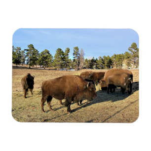 Bison i Colorado Magnet