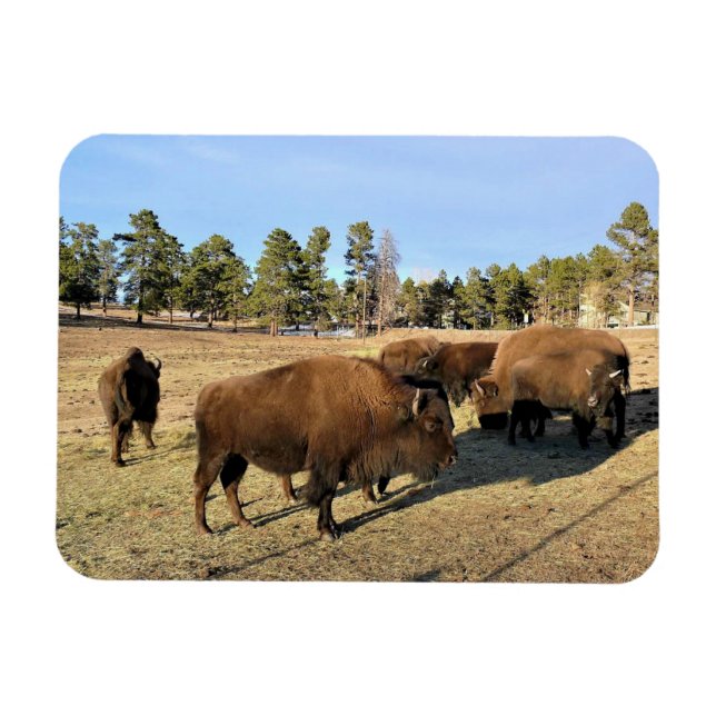 Bison i Colorado Magnet (Horisontell)