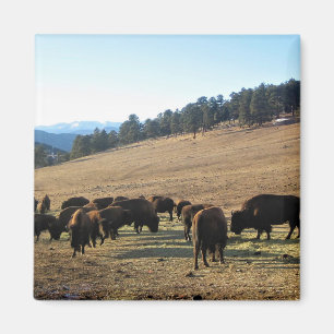 Bison i Colorado Magnet